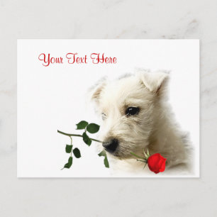 Design för Westie röd rosvalentin Helg Vykort