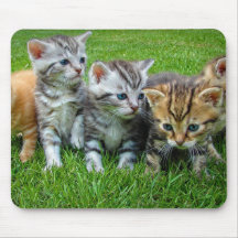 Design - kittelkattungar