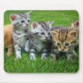 Design - kittelkattungar musmatta