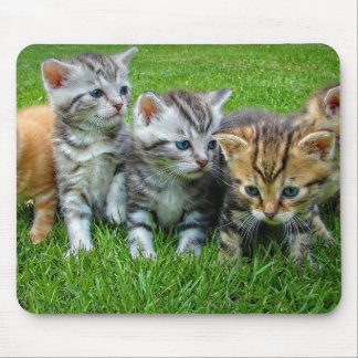 Design - kittelkattungar musmatta