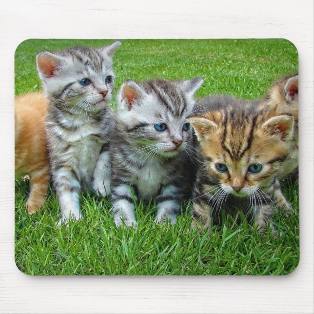 Design - kittelkattungar musmatta (Framsidan)