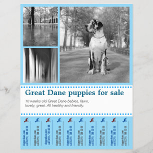 Design Sälj Valp Flyer