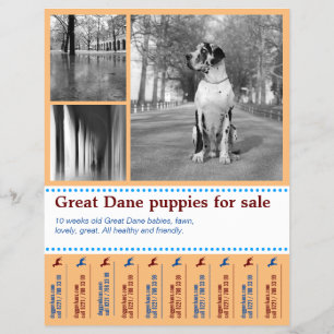 Designa Sälj Valp Flyer