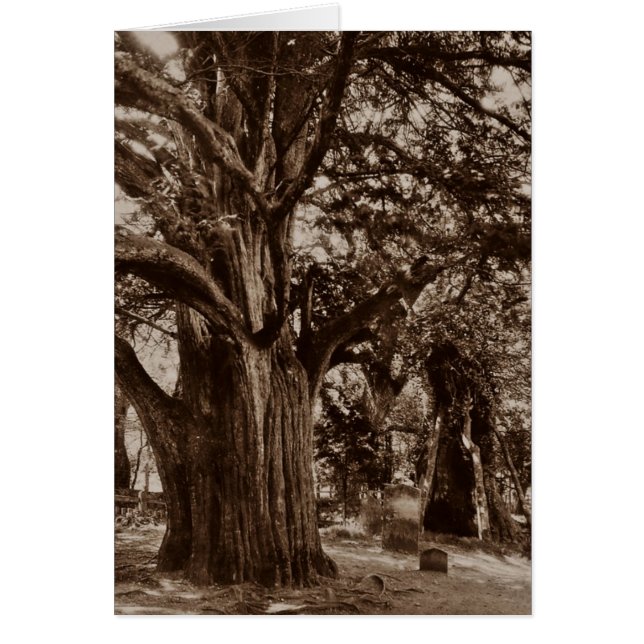 DESIGNAD SLÄKTFORSKNINGKORT~ ATT DELA HÄLSNINGSKORT (Framsidan)