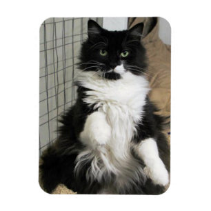 Designade kylskåp för exakt katt - foto magnet