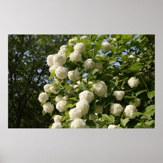 Designade med ett fotografi av Sydkorea, tryckt Poster (Framsidan)