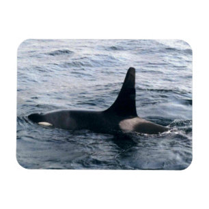 Designat foto från Resurrecction Bay Orca Whale Magnet