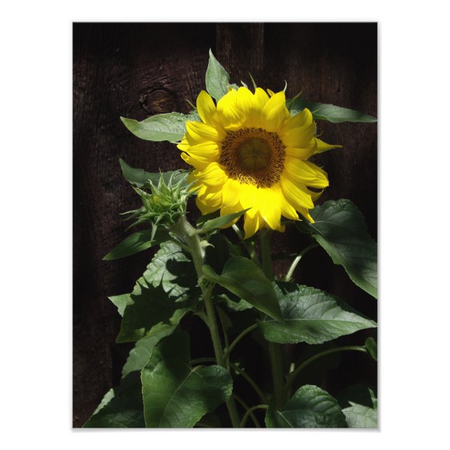 Designer Giant Gult Solros på Mörk Fence Fototryck (Framsidan)