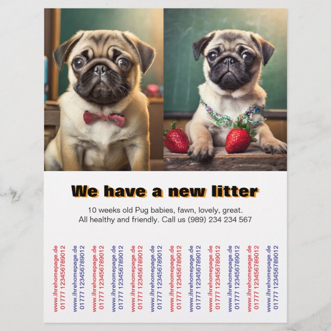 Designer Mopsvalpar till salu Flyer  (Framsidan)
