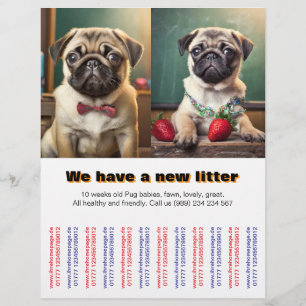 Designer Pug Puppies till såld Flyer