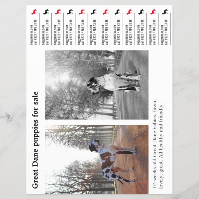 Designer Tear off Great Dane Flyer (Framsidan)