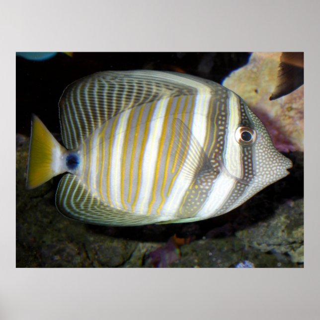 Desjardins segelfin tang (Zebrasoma desjardinii) Poster (Framsidan)