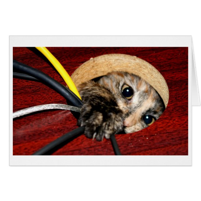 Desk nymph OBS kort (Framsidan Horizontal)