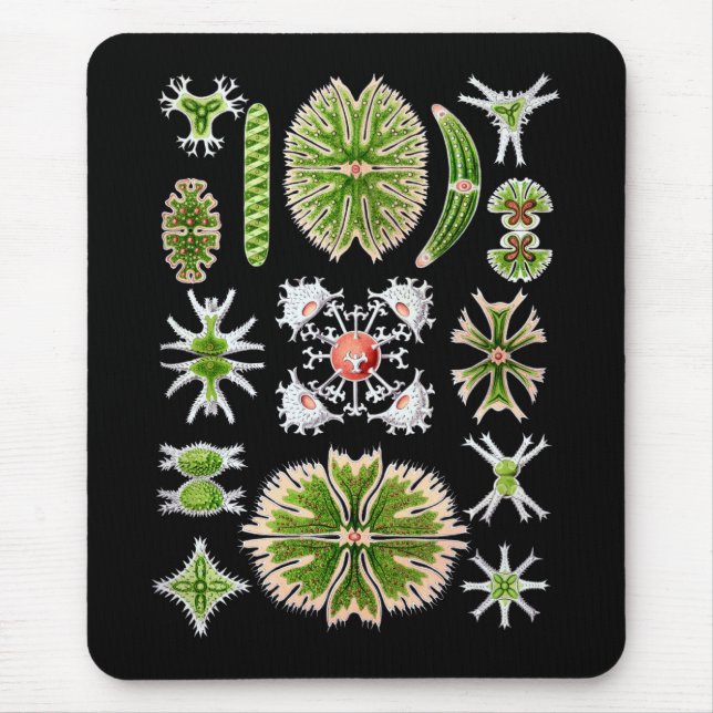 Desmids Musmatta (Framsidan)