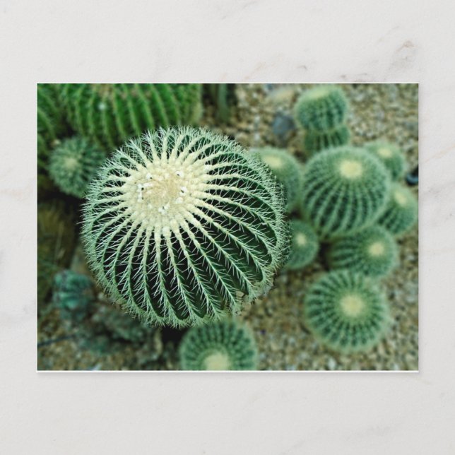 Dessert Cacti Vykort (Framsida)