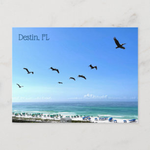 Destin Florida Pelicans Seaside Ocean Photography Vykort