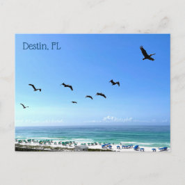 Destin Florida Pelicans Seaside Ocean Photography Vykort