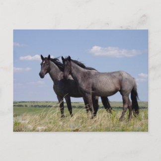 Destiny Ranch Peacnice Horses Vykort
