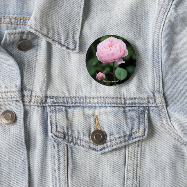 Det Alnwick slottet steg Knapp (In Situ)