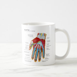 Det Anatomical diagrammet av människan räcker oc Kaffemugg