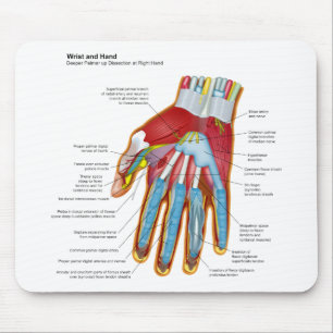Det Anatomical diagrammet av människan räcker oc Musmatta