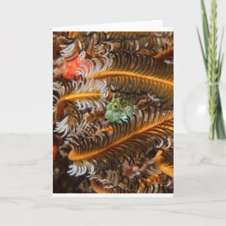 Det är det lilla Sak.. Kort