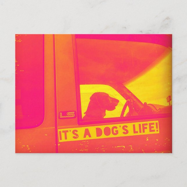 Det är en Hund livepostkort Vykort (Framsida)