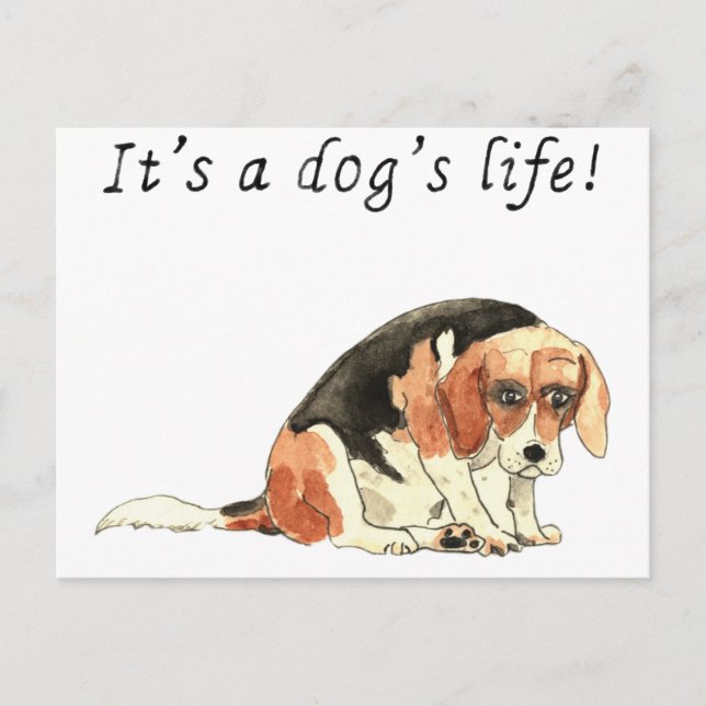 Det är en hundsliv Roligt Sött Beagle Hund Konst S Vykort (Framsida)