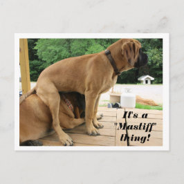 Det är en "Mastiff" sak! fånig English Mastiff hun Vykort