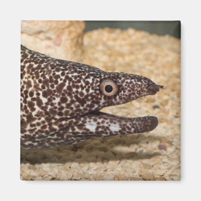 Det är en Moray! Kvadratisk magnet (Framsidan)