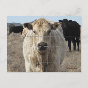Det är en Roundup! Black & White Cow Herd - Charol Vykort