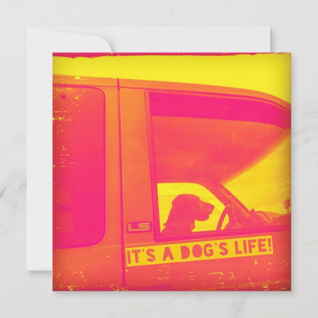 Det är ett Hund livstidshälsningskort Kort (Framsida)