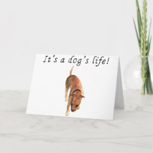 Det är ett hundar liv Cute StaffordBull Terrier Kort