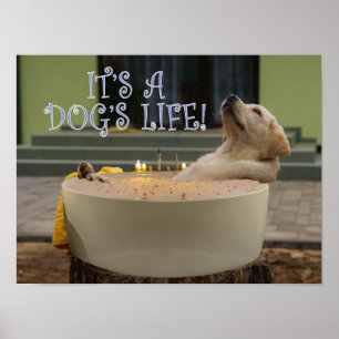 Det är ett hundar liv poster