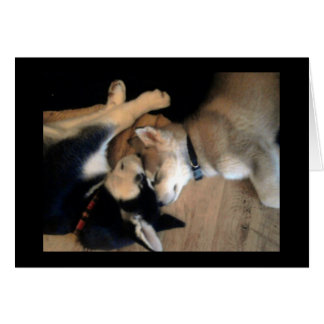 Det är ett hundliv OBS kort