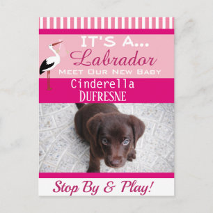 Det är ett meddelande om "nya sällskapsdjur" vykort