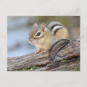 Det är ju bara en dålig lilla Chipmunk Vykort