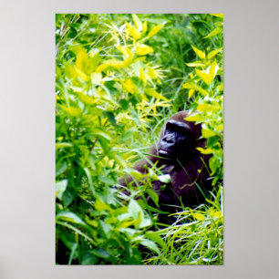 Det är konstig att vara en stor apa. poster