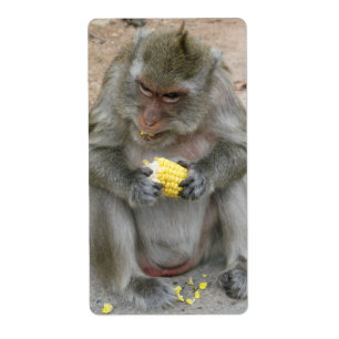 Det är min! .. Vild Thai Macaque Monkey Fraktsedel