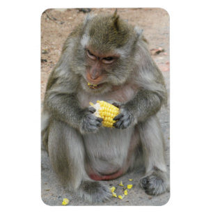 Det är min! .. Vild Thai Macaque Monkey Magnet