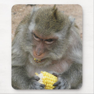 Det är min! .. Vild Thai Macaque Monkey Musmatta