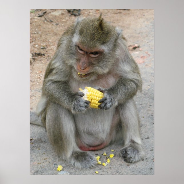 Det är min! .. Vild Thai Macaque Monkey Poster (Framsidan)