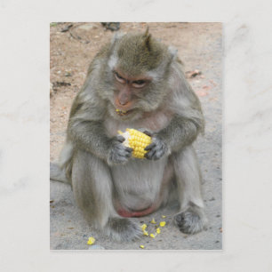 Det är min! .. Vild Thai Macaque Monkey Vykort