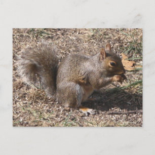 Det är NÖT! Backyard Squirrel på hösten Vykort