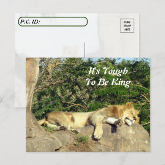 Det är Tuff att vara Kung - Pic of Lejon Sleeping Vykort