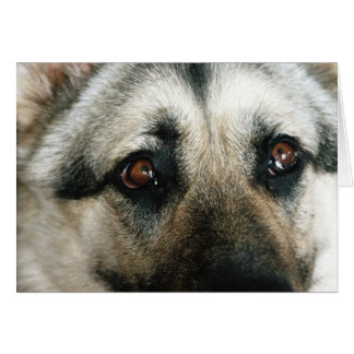 Det Aussie slutet synar upp Hälsningskort