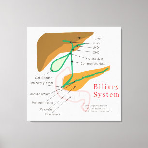 Det Biliary systemdiagrammet kartlägger Canvastryck