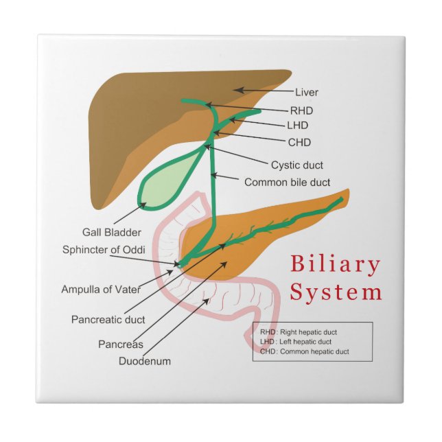 Det Biliary systemdiagrammet kartlägger Kakelplatta (Framsidan)
