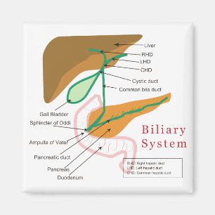 Det Biliary systemdiagrammet kartlägger Magnet