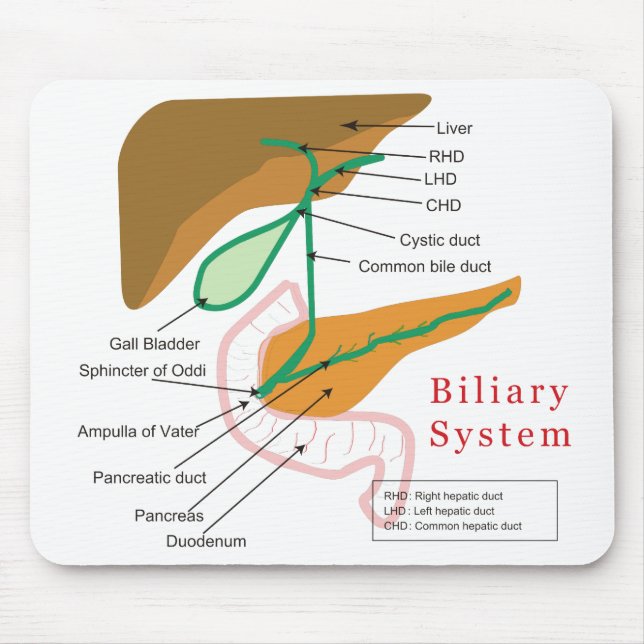 Det Biliary systemdiagrammet kartlägger Musmatta (Framsidan)